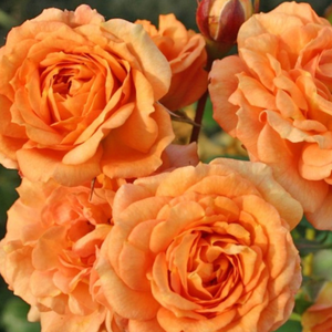 Barackos - narancs - virágágyi floribunda rózsa